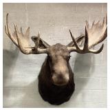 LARGE NORTH AMERICAN MOOSE TAXIDERMY SHOULDER