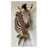 African Burchell Zebra Trophy mount