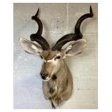 African Greater Kudu Trophy mount
