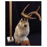 VINTAGE JACKALOPE TAXIDERMY RABBIT WITH DEER