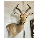 African Impala Trophy mount