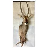 African Waterbuck Trophy mount