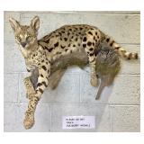 African Serval cat full Trophy mount