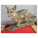 Fox Taxidermy