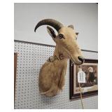 Aoudad Sheep Taxidermy