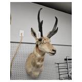 Pronghorn Antelope Taxidermy