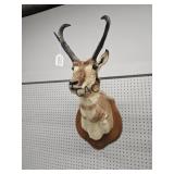 Pronghorn Antelope Taxidermy
