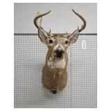 Whitetail Deer Taxidermy