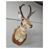 Pronghorn Antelope Taxidermy