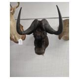 Wildebeest Taxidermy