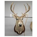 Whitetail Deer Taxidermy