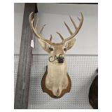 Whitetail Deer Taxidermy