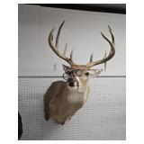 Whitetail Deer Taxidermy