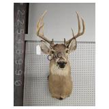 Whitetail Deer Taxidermy