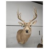 Whitetail Deer Wall Mount