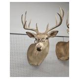 Whitetail Deer Wall Mount
