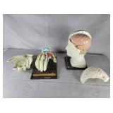 Indocin anatomical hand & brain models