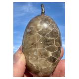PETOSKEY STONE FOSSILIZED CORAL 350 MILLION YEARS