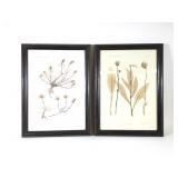(2) Framed Botanical Prints