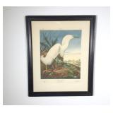 Audubon Print, Snowy Herron Framed