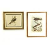 (2) Framed Bird Chromolithograph Prints