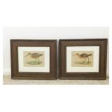(2) Framed Bird Print, 12" x 11" Frames
