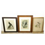 (3) Framed Antique Tinted Bird Prints