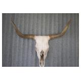 Skull & Horns Tip to TIp 32"