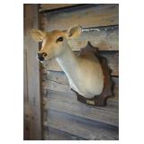 Doe Mount