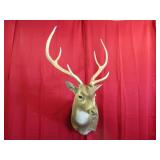 Axis Deer Shoulder Mount 6 pt