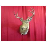 8 Pt Whitetail Shoulder Mount