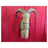 Aoudad Shoulder Mount - Barbary Sheep
