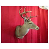 8 pt White Tail Deer "Shoulder Mount"