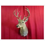 10 Pt Whitetail Shoulder Mount
