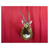 Blackbuck Antelope Shoulder Mount  18' Horns