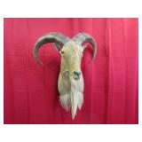 Aoudad Shoulder Mount - Barbary Sheep Taxidermy