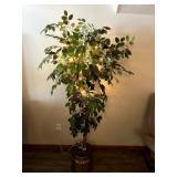 Imitation Ficas Tree w/ Flights, Approx. 6