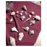 Vintage Sea Shells,