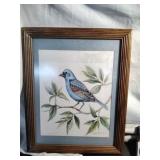 Blue Grosbeak by Betty Hayes