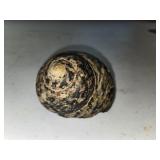 Sea Snail Shell