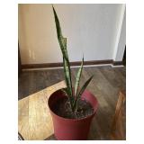 Red Pot w/Snake Plant 14.5"x13"