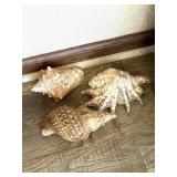 (3)  Large Conch Shells