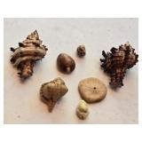 Seashells