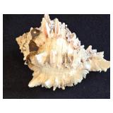 Ramose Murex Seashell