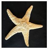 9" Starfish