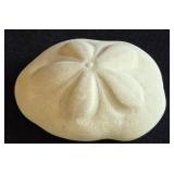 Nice Sand Dollar