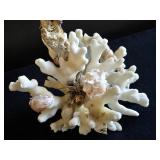 White Coral w/Seashells added in & a Dried Seed