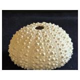 Dried Sea Urchin