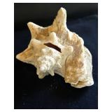 Large Queen Conch Shell