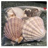 Gallon Bag of Seashells